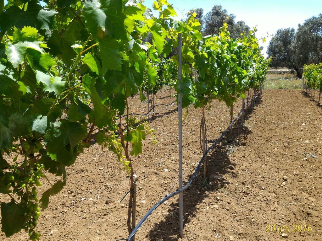 Masseria Vignenove أودجانو لا كييزا المظهر الخارجي الصورة