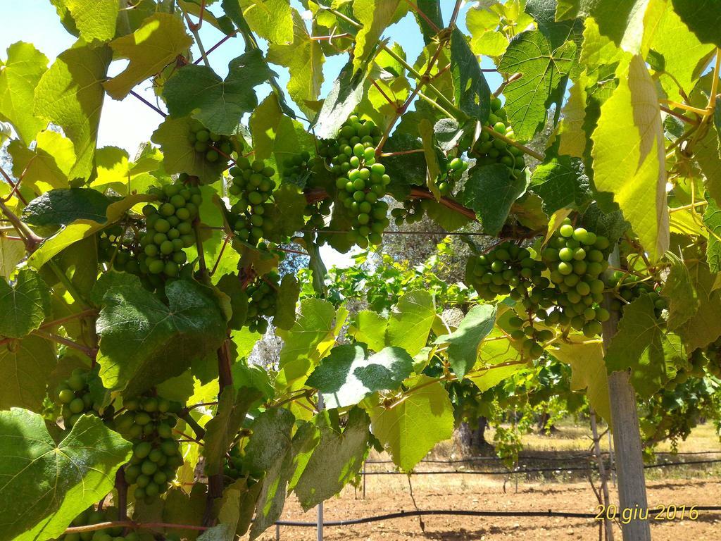 Masseria Vignenove أودجانو لا كييزا المظهر الخارجي الصورة