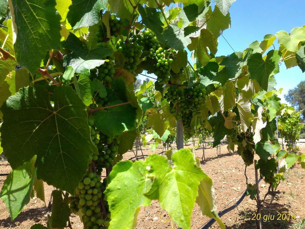 Masseria Vignenove أودجانو لا كييزا المظهر الخارجي الصورة